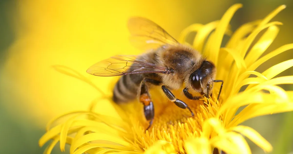 No kuidas ometi – taevas on pilves aga mesilased lendavad ikka päikese järgi
