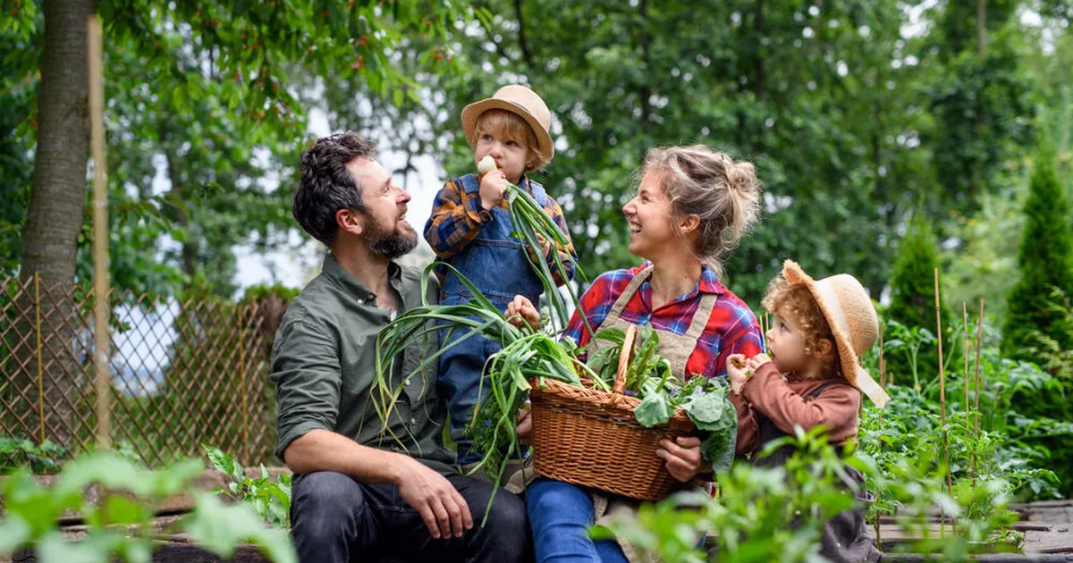 Aednik: see on kõige lihtsam köögivili, mille kasvatamisel ei saa läbi kukkuda