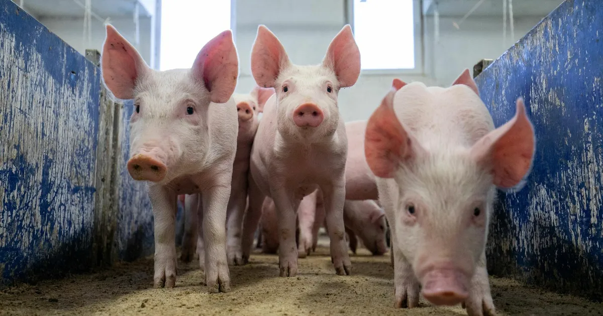 Suurtootja sõnul tähendab seakatk Eesti toidujulgeoleku kriisi