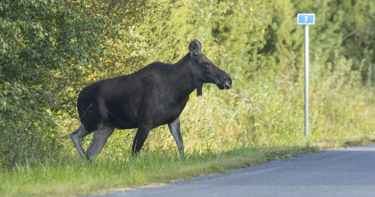 Päästeamet hoiatab: Nõmmel liigub ringi põder