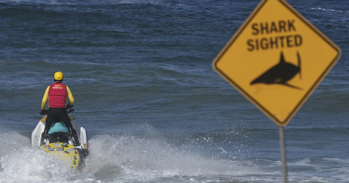 Suur hai tappis Sydney rannas surfari