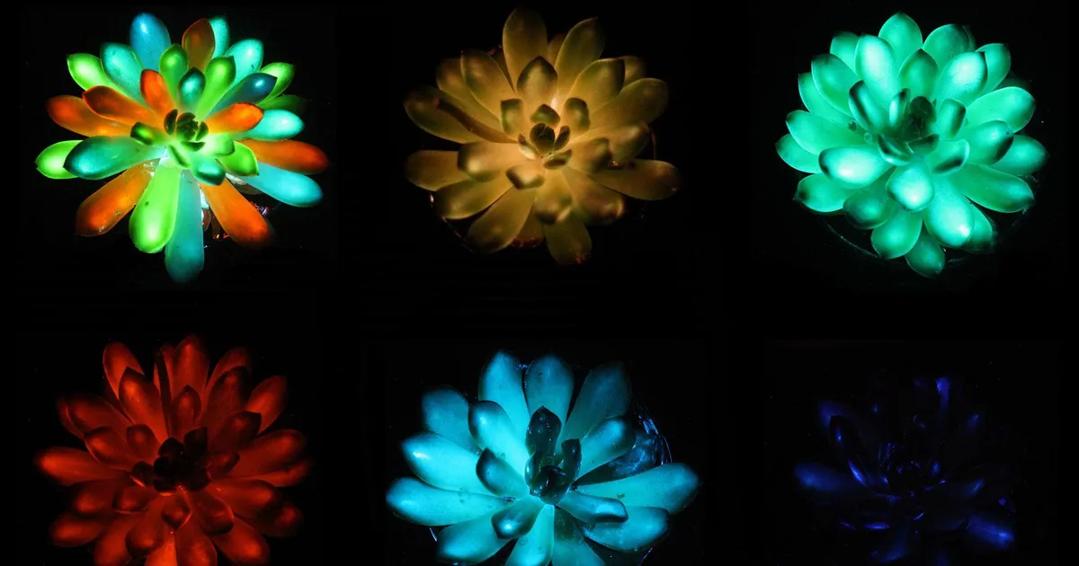 Halb või väga halb idee: kas helendavaid taimi saaks kasutada tänavavalgustuses?