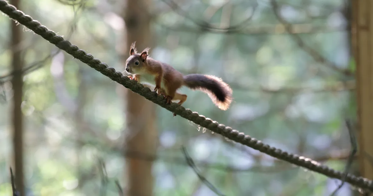 ARMSAD PILDID ⟩ Vanemateta jäänud seitse oravat saavad viimaks ringi hüpata Kassitoomel