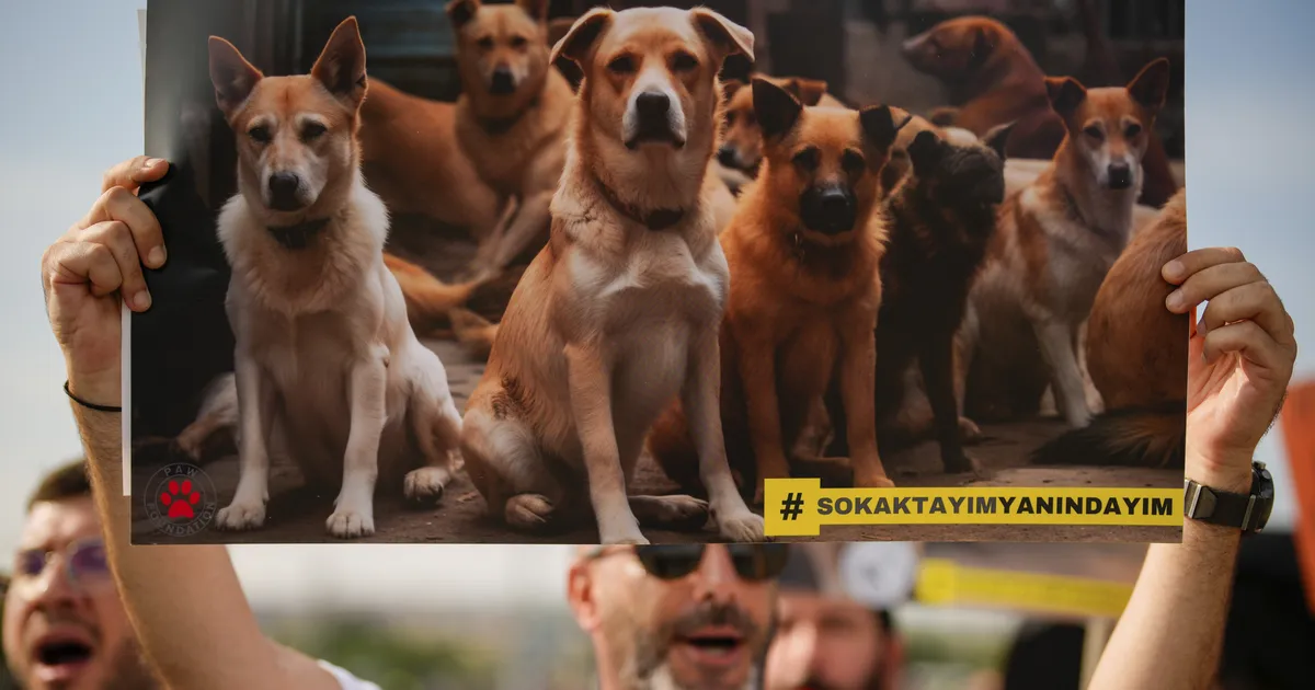 VIDEO ⟩ Türgi valitsus üritab hulkurkoerad kinni püüda, loomaõiguslased sõdivad vastu