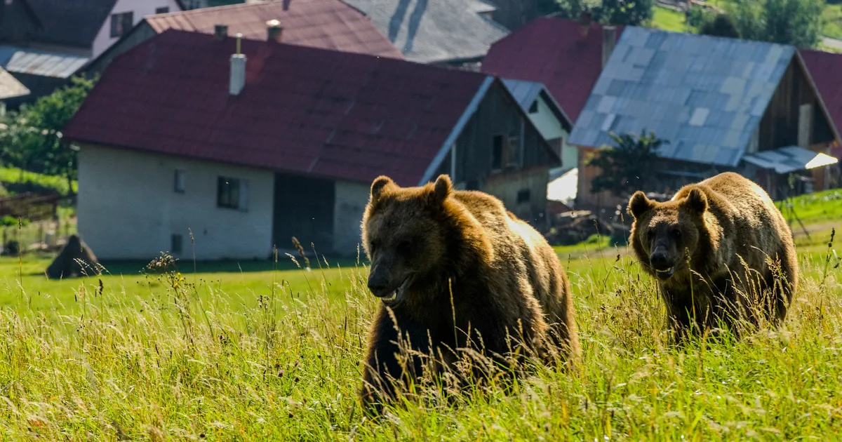 VIDEOD ⟩ Karud külvavad Venemaal hirmu: maiustavad surnuaedadel