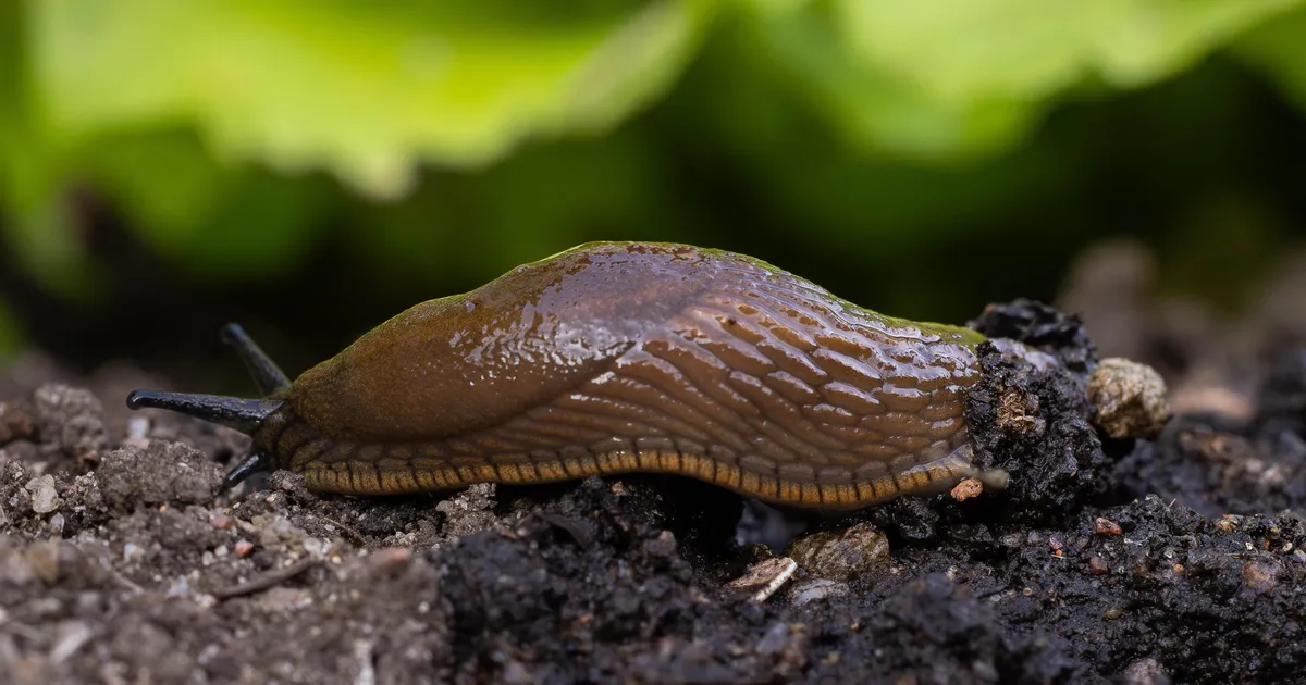 Häda võõrnälkjatega paneb tegema lubamatuid tegusid
