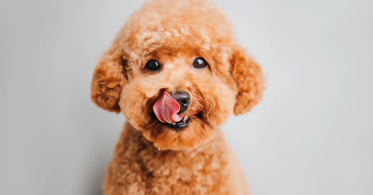 Loomaarst lükkab ümber: 8 levinud müüti, mida koerte kohta usutakse