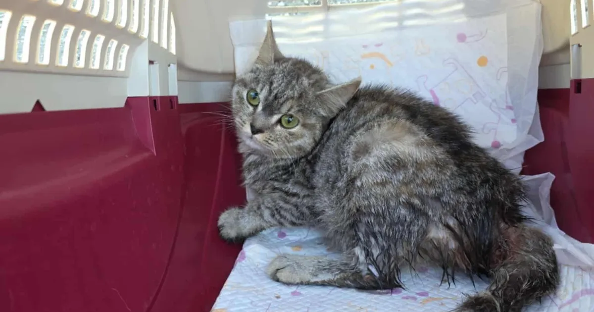 Õõvastav juhtum Paides: kassipoeg piinles kaks nädalat valudes enne kui abi saabus