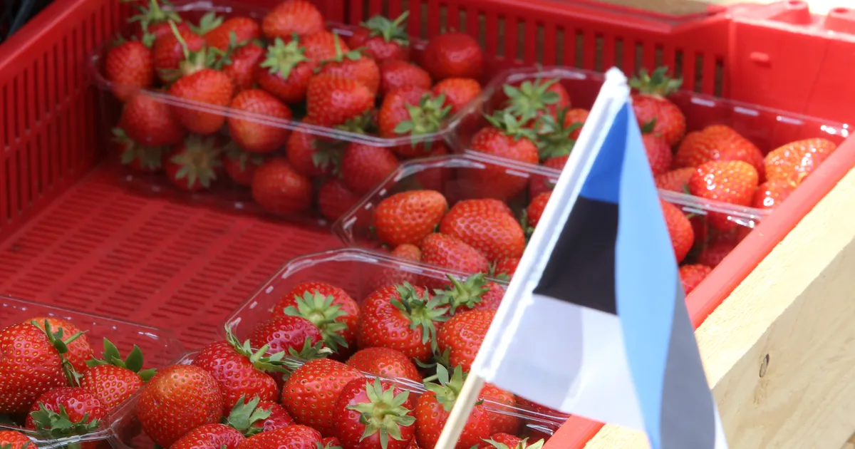 Kreeka ja Poola maasikad Eesti maasika pähe? Tartu turumüüjat süüdistatakse maasikatega petmises