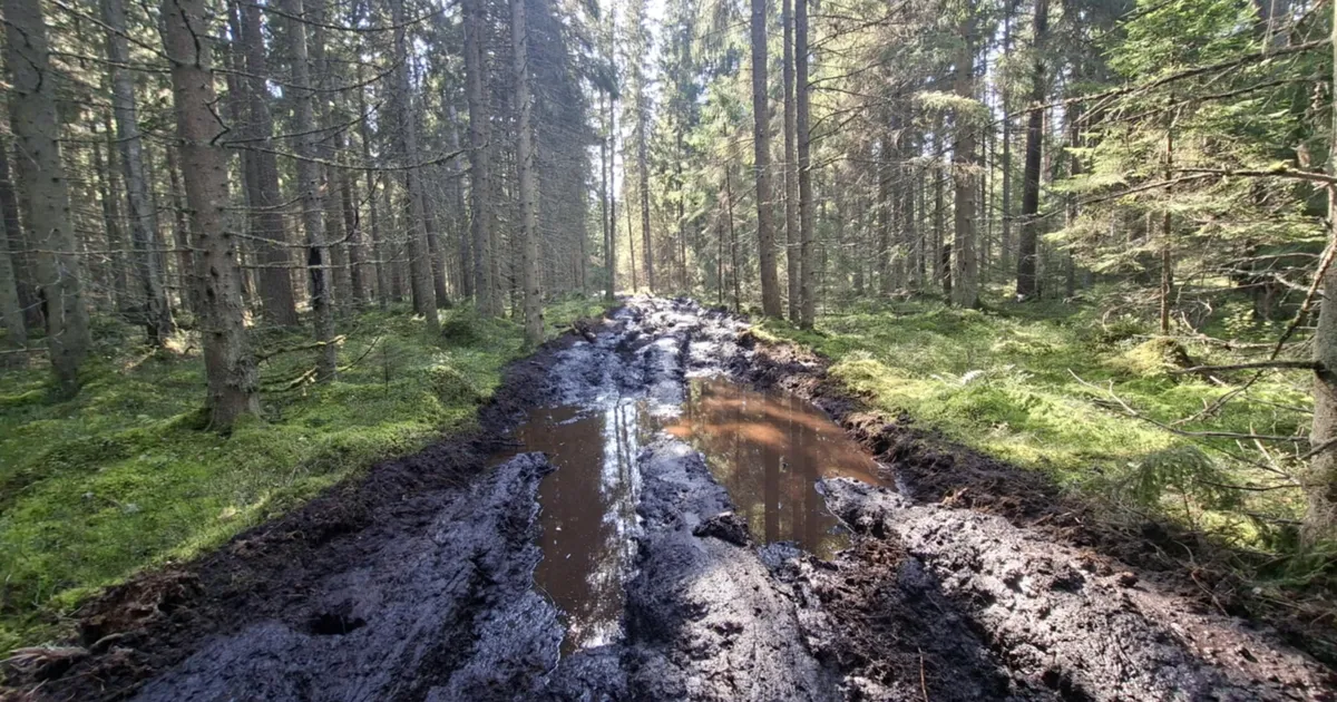 Rahvuspargis muudeti pinnas metsatööde käigus sea songermaaks