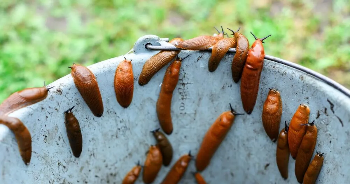 ETTEVAATUST ⟩ Teotõrjevahendeid võib osta ainult kontrollitud pakkujatelt
