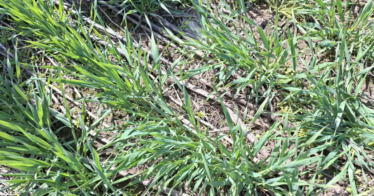 Eestlased aitavad Ukraina põllumeestel mullasõbralikke praktikaid juurutada