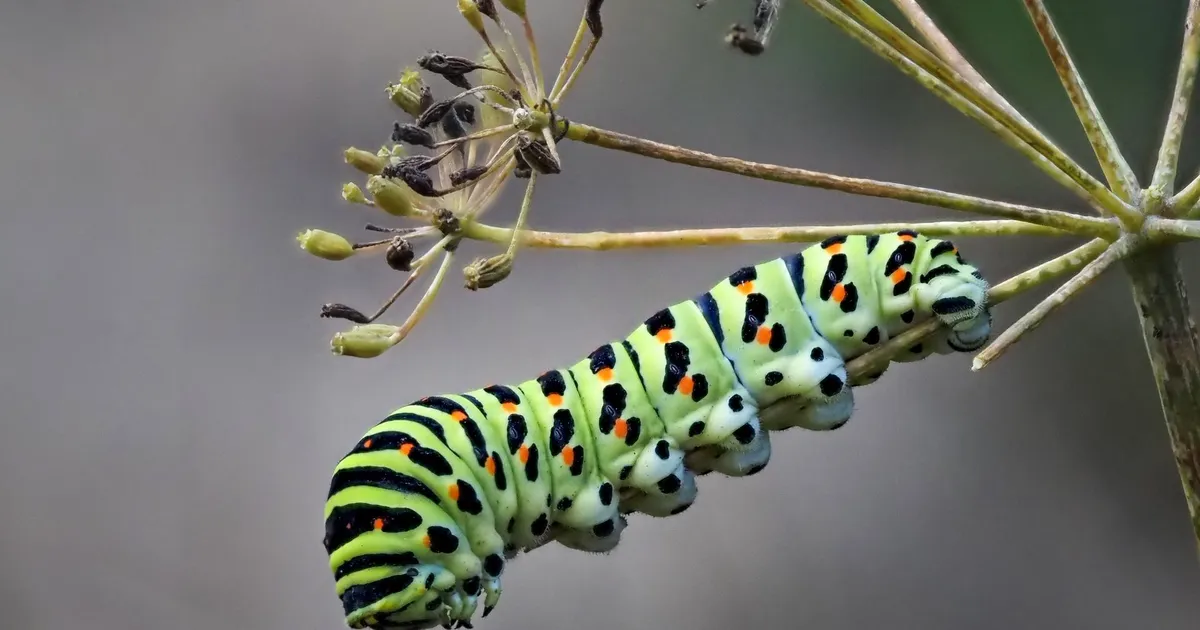 LOODUSFOTO ⟩ Eesti rahvusliblikas maiustab tilliga