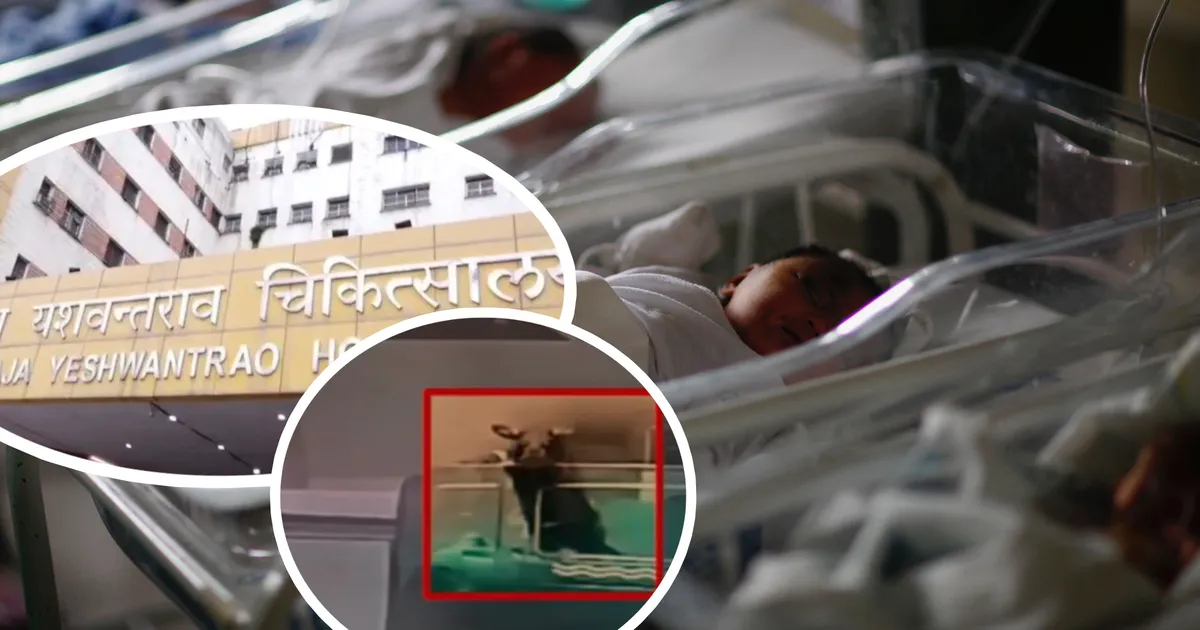 ÕÕVASTAV ⟩ India «puhtaima linna» tipphaiglas surid vastsündinud beebid rotihammustuste tagajärjel