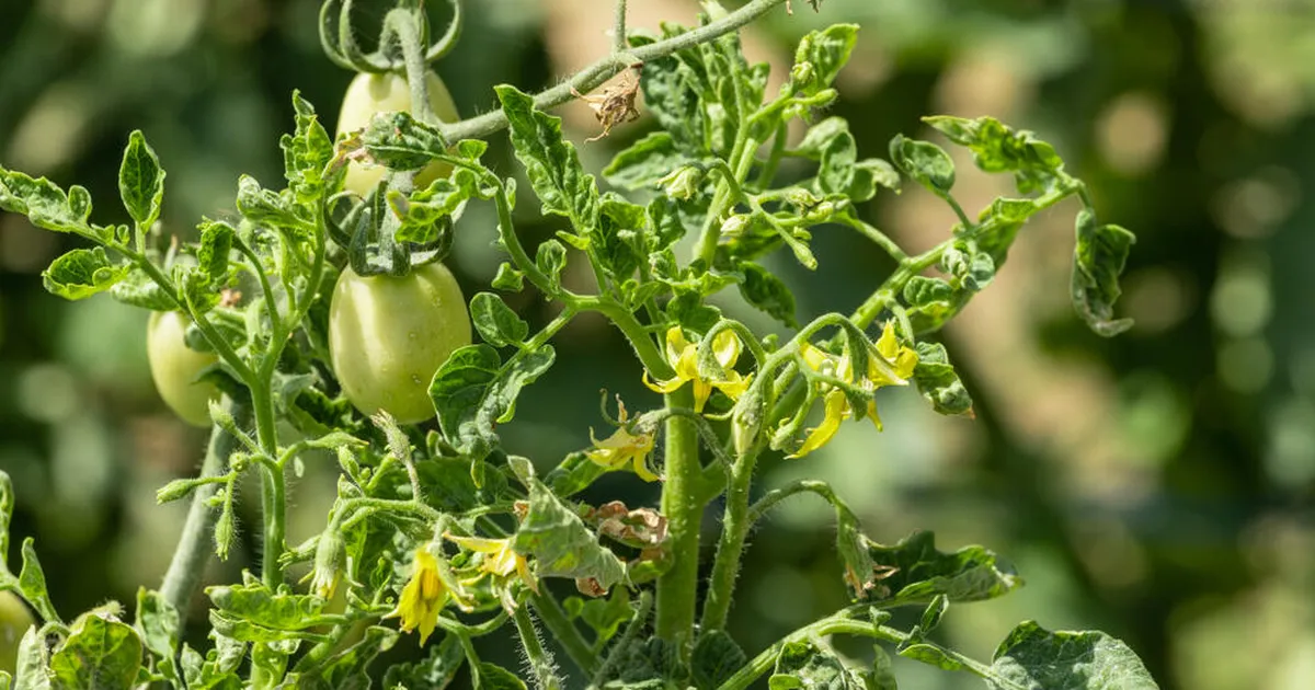 Miks tomatilehed krussi tõmbuvad? Aednikele tuttava probleemi peamised põhjused