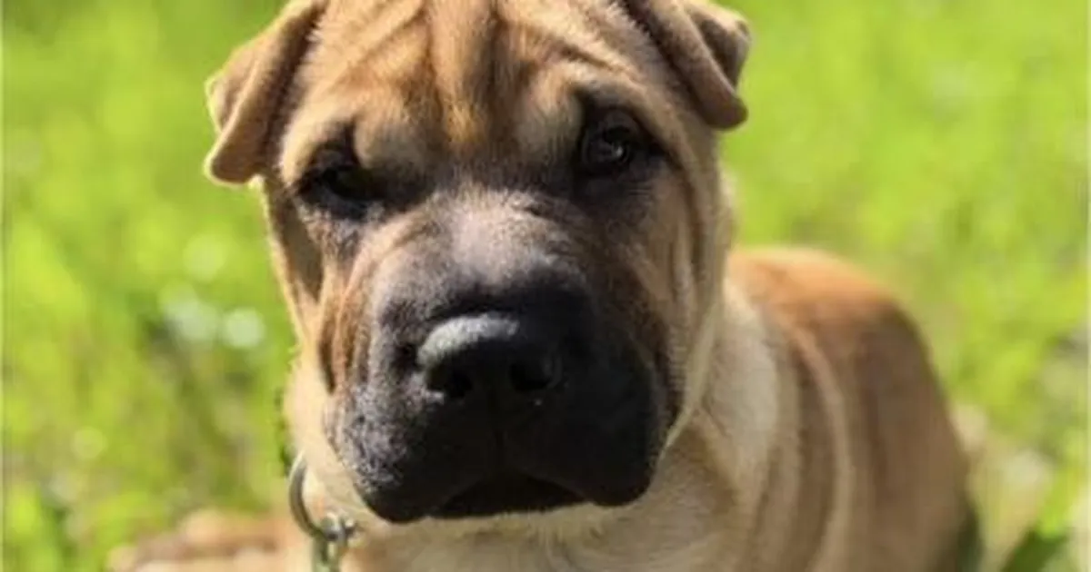 Valgevene varjupaigast võetud kutsikas kadus Lasnamäel. «Palun aidake leida, ta on meie jaoks hindamatu!»