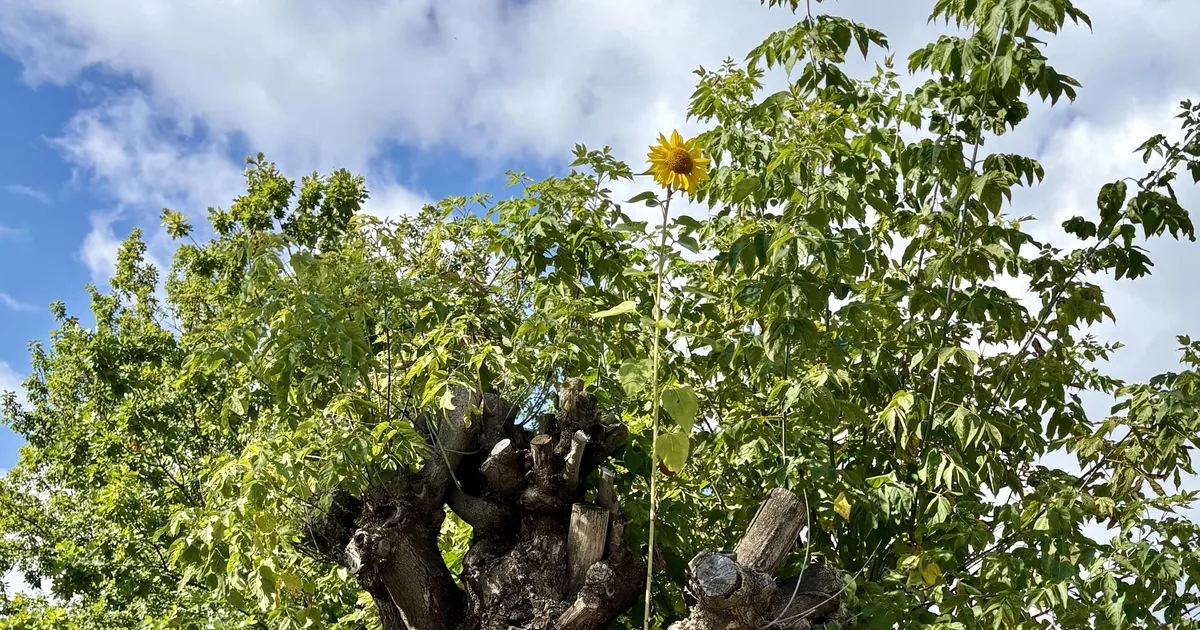 LOODUSE VINGERPUSS ⟩ Puu ladvast võrsus paarimeetrine päevalill