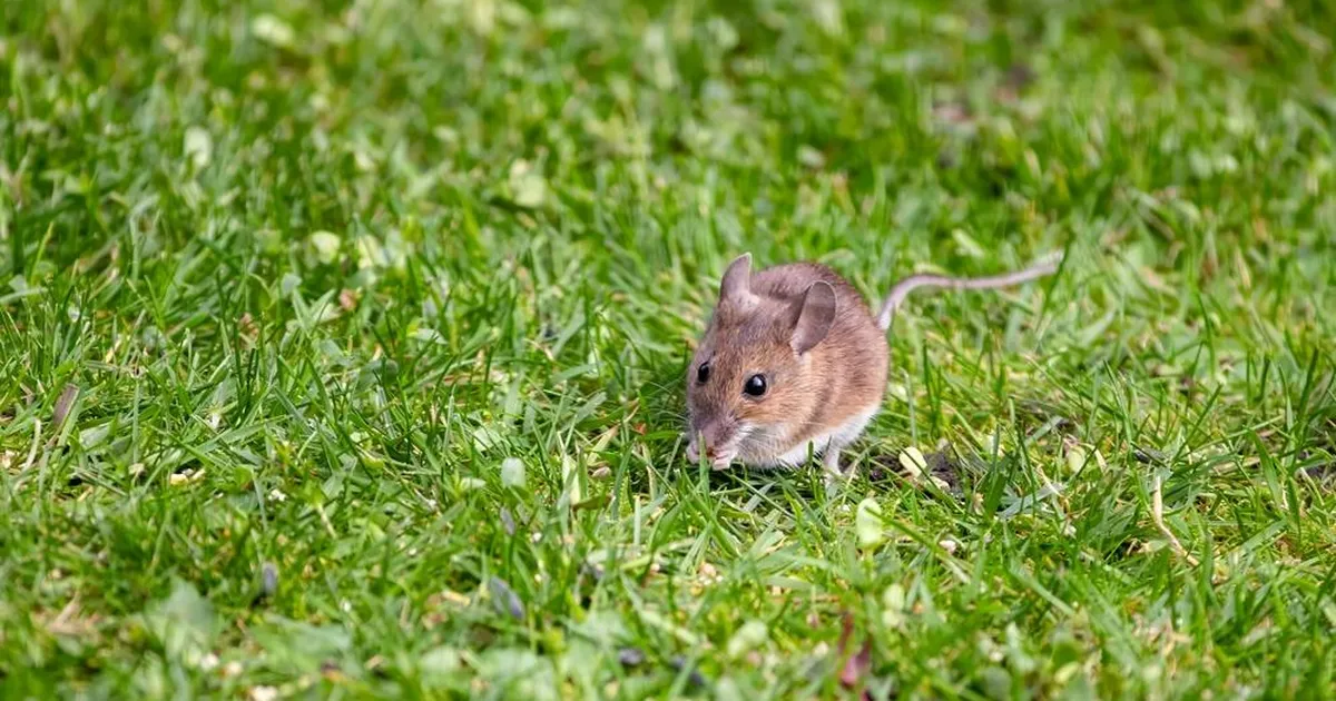 Saladus peitub köögikapis: nipp, mis hoiab loomad aiast eemal