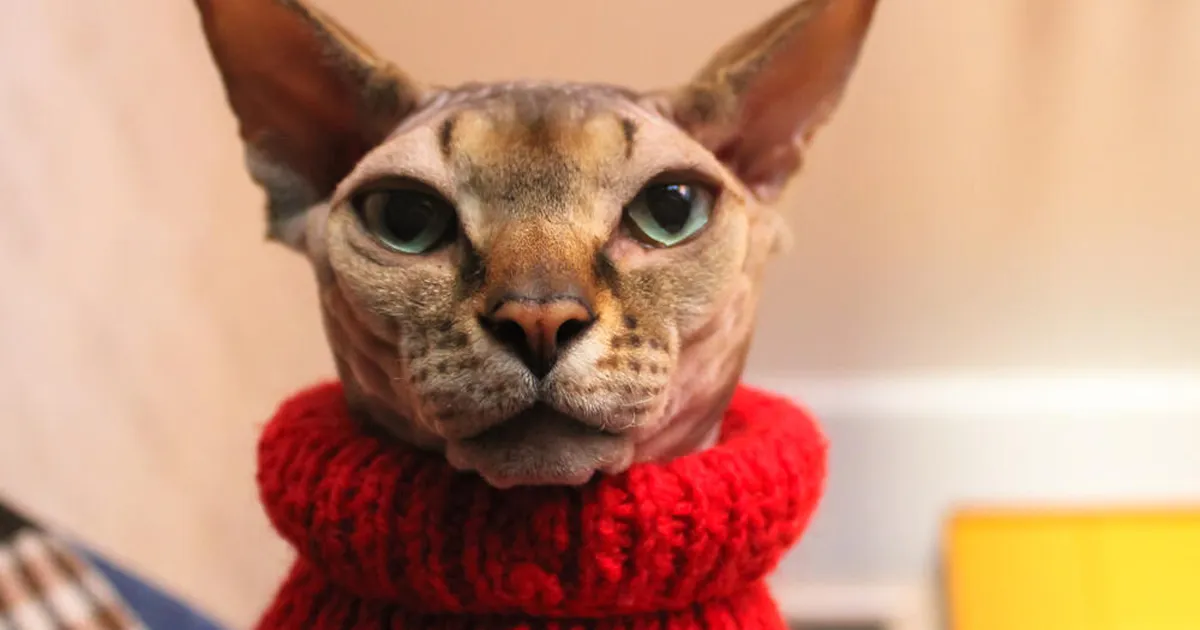 20 asja, mida kassid salaja vihkavad – kas teed neist mõnda?