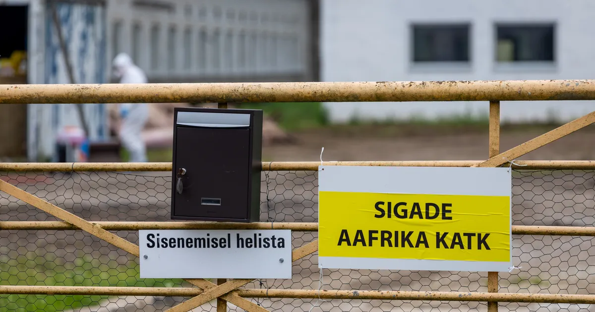Jõgevamaal tuvastati sigade Aafrika katk ligi 650 seaga farmis