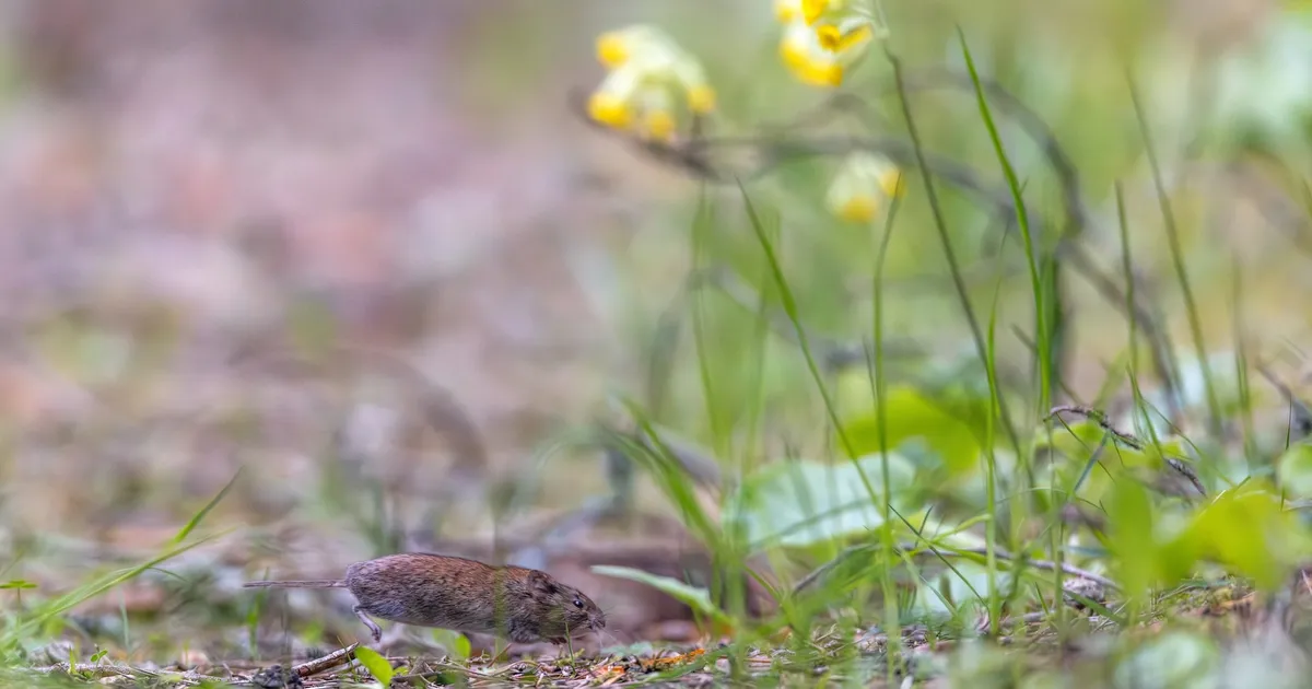 FOTOD ⟩ Vereta jahi fotokonkursil oli võidukas foto uruhiirest
