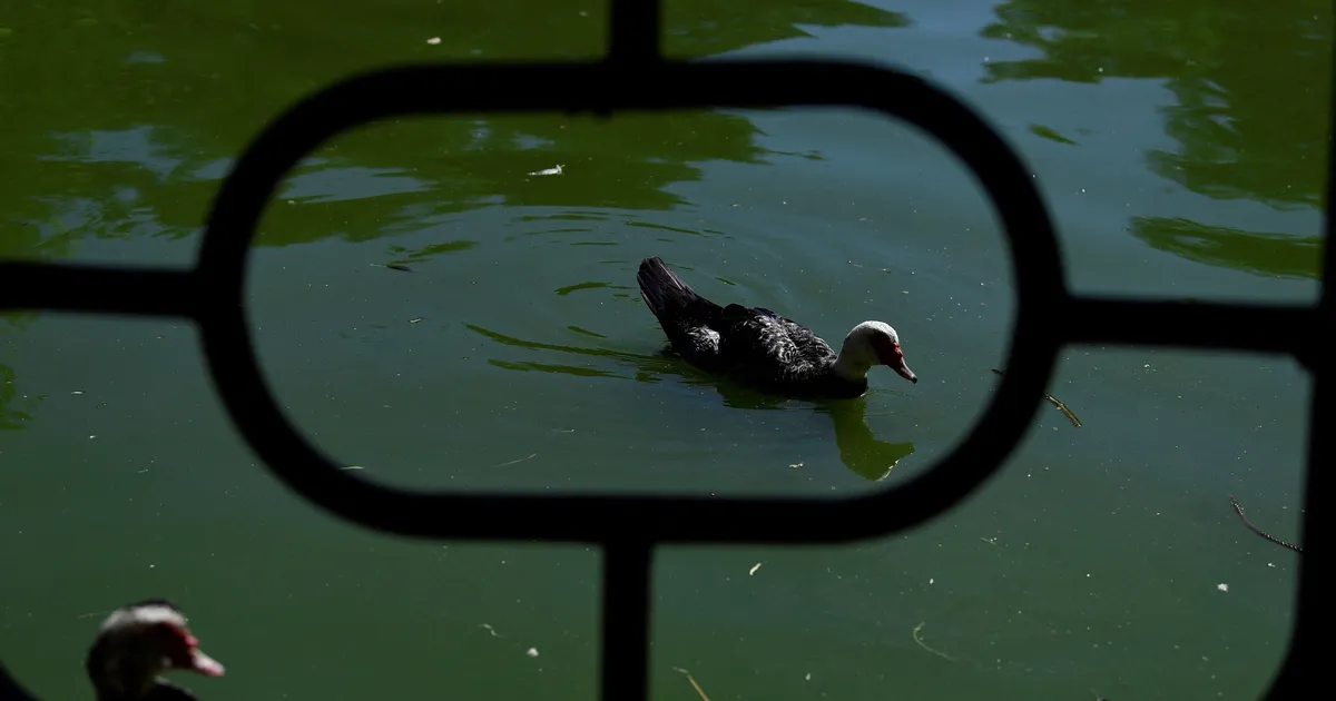 Hispaania turismipiirkonnas linnugripipuhang – looduspargid suletud ja seal toimub midagi ulatuslikku