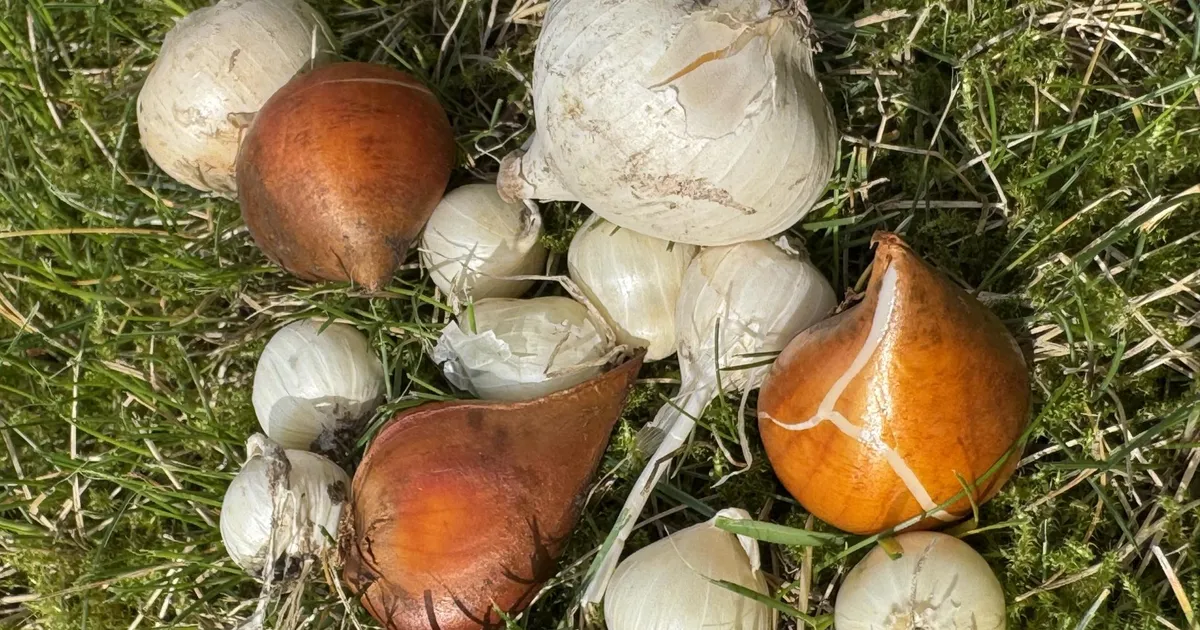 NÄDALA AED ⟩ Vali terve lillesibul!