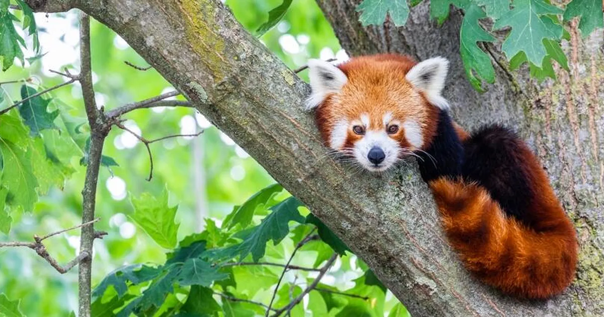 Loomaaiast põgenenud punane panda võttis jalad selga ja jalutas juurviljapoodi