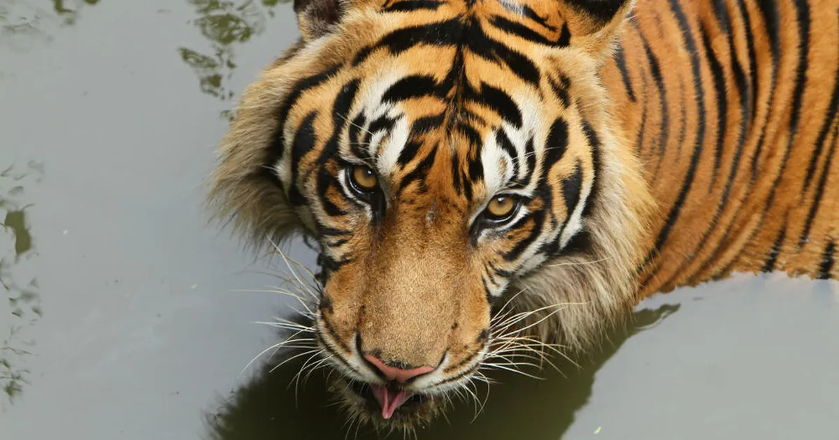 KASSID JÄÄVAD KASSIDEKS ⟩ Pappkasti avastanud tiiger läks oma leiust täiesti pöördesse