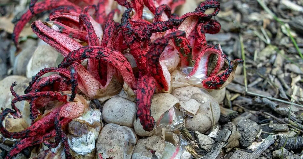 Nagu «Tulnuka» filmis! Euroopas levib jälk seen