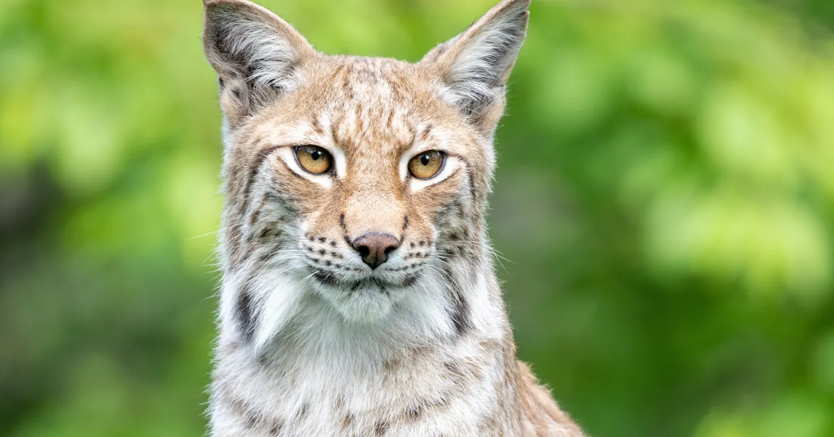 VIDEO ⟩ Läänemaal tuli elumaja hoovi uhke ilves