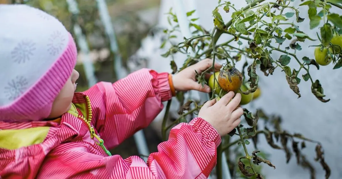 Ekspert avaldab lihtsa nipi, kuidas rohelised tomatid saada paari päevaga punaseks