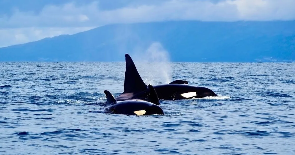 VAATA VIDEOT ⟩ Mõõkvaalaparv uputas Portugalis jahi: «Olime väga hirmul»