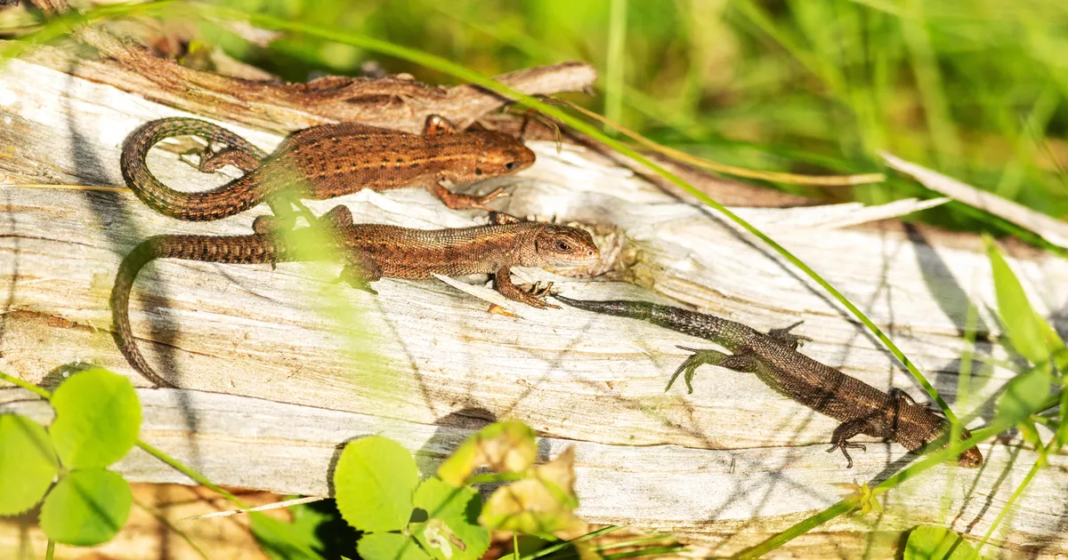LOODUSVAATLUS ⟩ Roomajad suunduvad talvekorterisse ja pohlasaak paistab eriilmeline