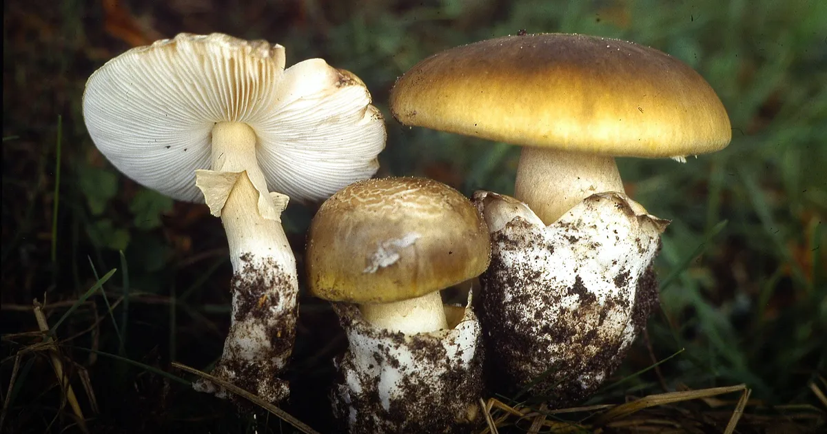Ettevaatust, mürgised teisikud! 4 seenepaari, mida metsas mitte segi ajada