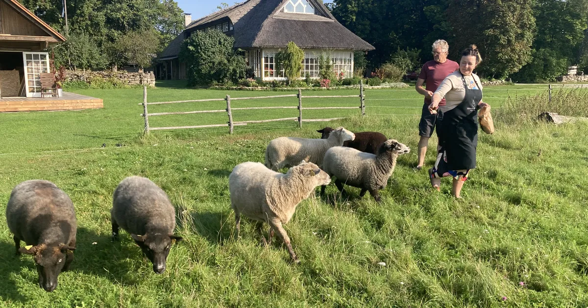 Sügis Muhus: idüll ajaloo, kiviaedade ja kohaliku jäätisega
