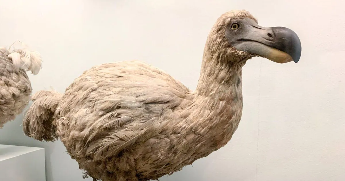 Ettevõte asus taaselustama väljasurnud ürglindu dodot