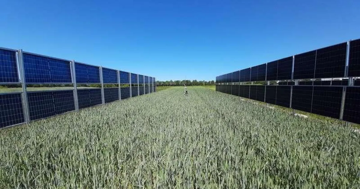 Taani teadlased näitasid, et päikesepaneele ja põldu saab edukalt koos pidada