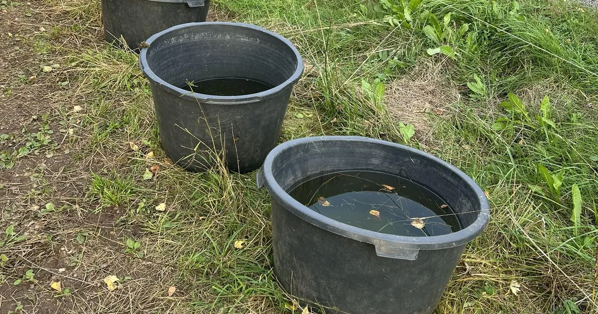 Tartumaa hobusepidajat tabas halb üllatus: veenõud kadusid ööga nagu loitsu peale