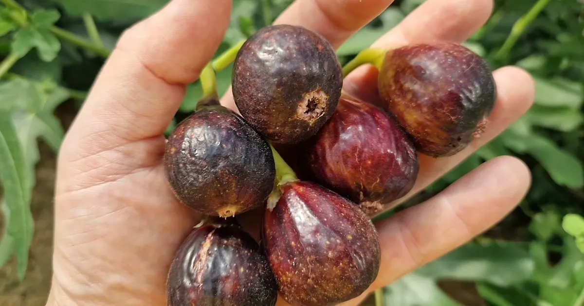 Üllatus ⟩ Harjumaa aias sirguv viigipuu suutis valmis kasvatada kümneid vilju