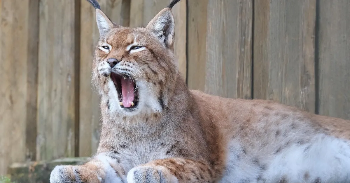 USKUMATU VIDEO ⟩ «Ei ole võimalik!» Harjumaal jalutas kutsikatega metsakiisu jahimehest vaid paari meetri kaugusel