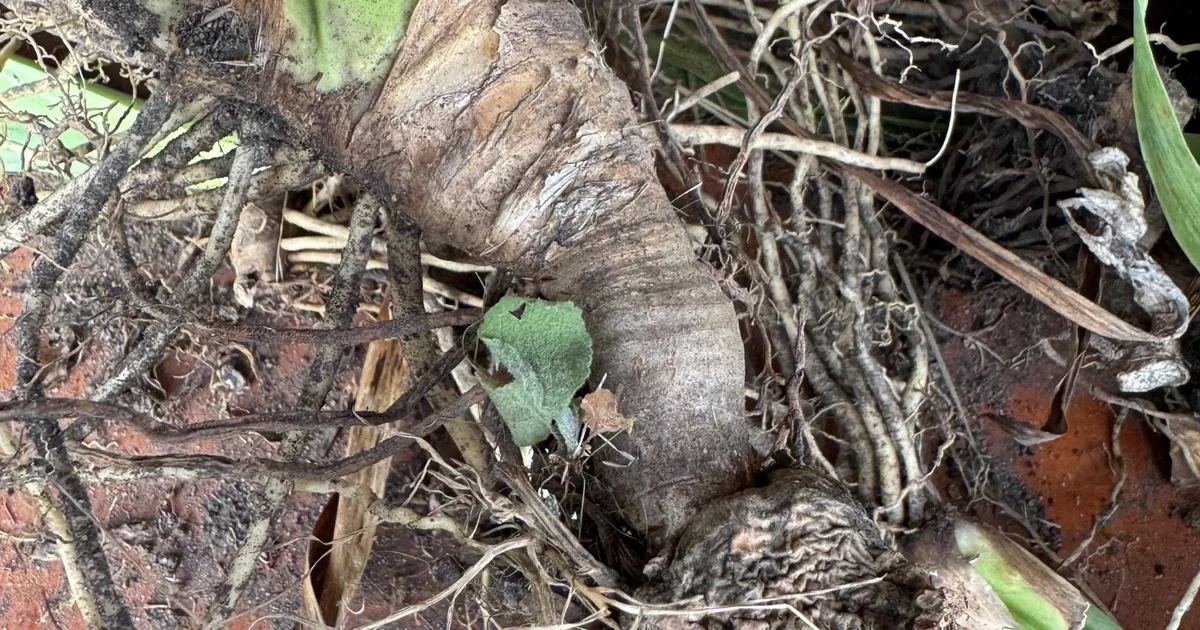 NÄDALA AED ⟩ Kuidas teha ühest taimest mitu?