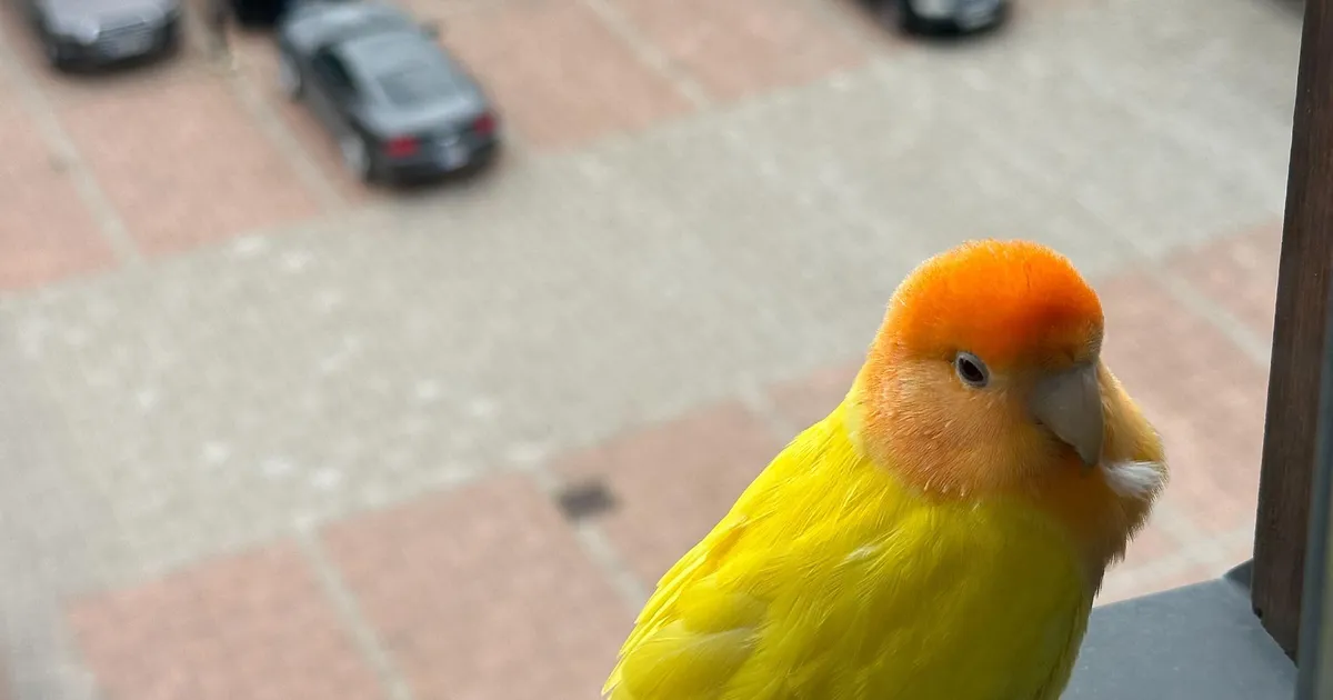 FOTOD JA VIDEO ⟩ Bolti kontori akna taha ilmus kodust plehku pannud eksootiline lind