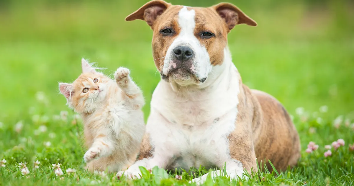 Rahvusvahelisel loomade heaolu konverentsil saavad vastuse kõige põletavamad küsimused