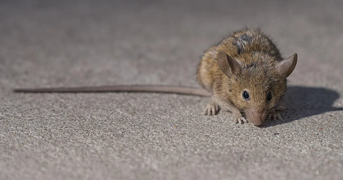 Avastati, et New Yorgi rotid on loonud oma keele