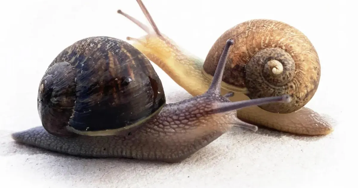 Uusmeremaalased otsivad ühele erilisele teole paarilist – see on nagu spordivõistlus