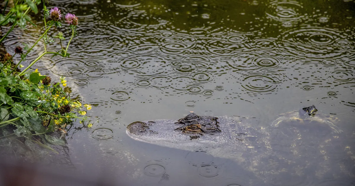 Tragöödia Indias: krokodill ründas 15-aastast tüdrukut ja tiris ta jõkke