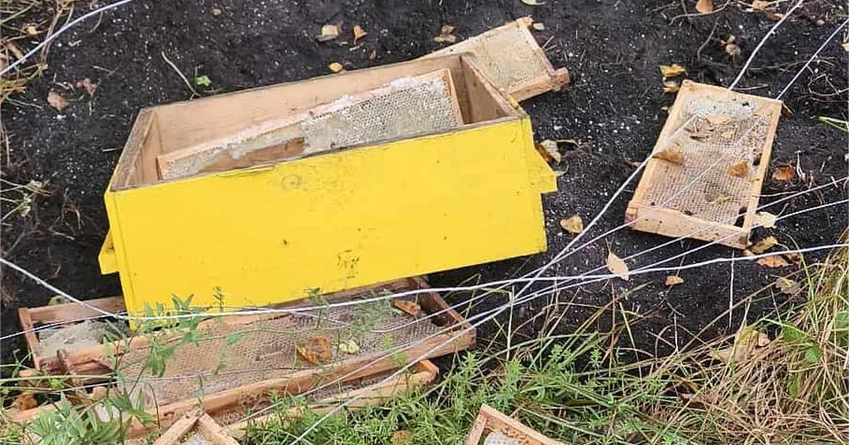 FOTOD ⟩ «Nii hullu pilti pole varem näinud!» Karu tekitas mesinikule märkimisväärse kahju