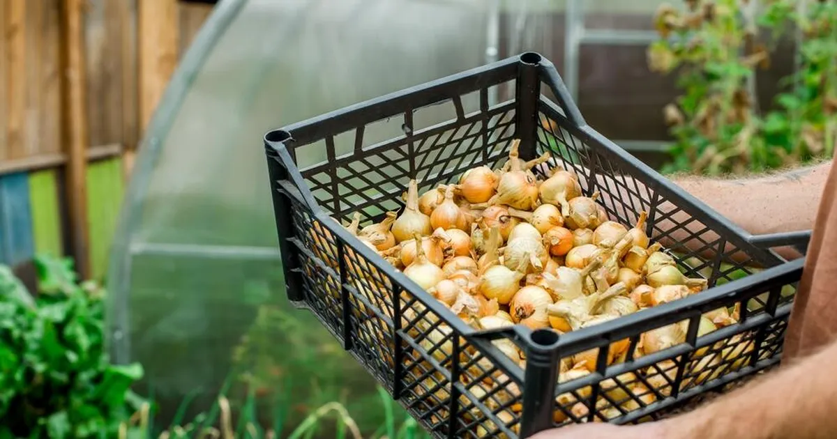 SAAK HUKAS ⟩ Koht, kus ei tohiks sibulat säilitada