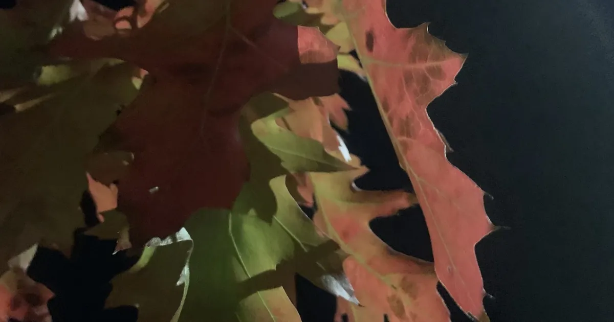 LOODUSKALENDER ⟩ Lühikeseks jäänud seeneaeg sai suvega läbi